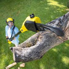 Professional  Tree Services in Willows, CA