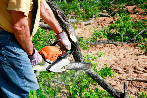 Why Choose Our Tree Removal Services in Willows, CA?